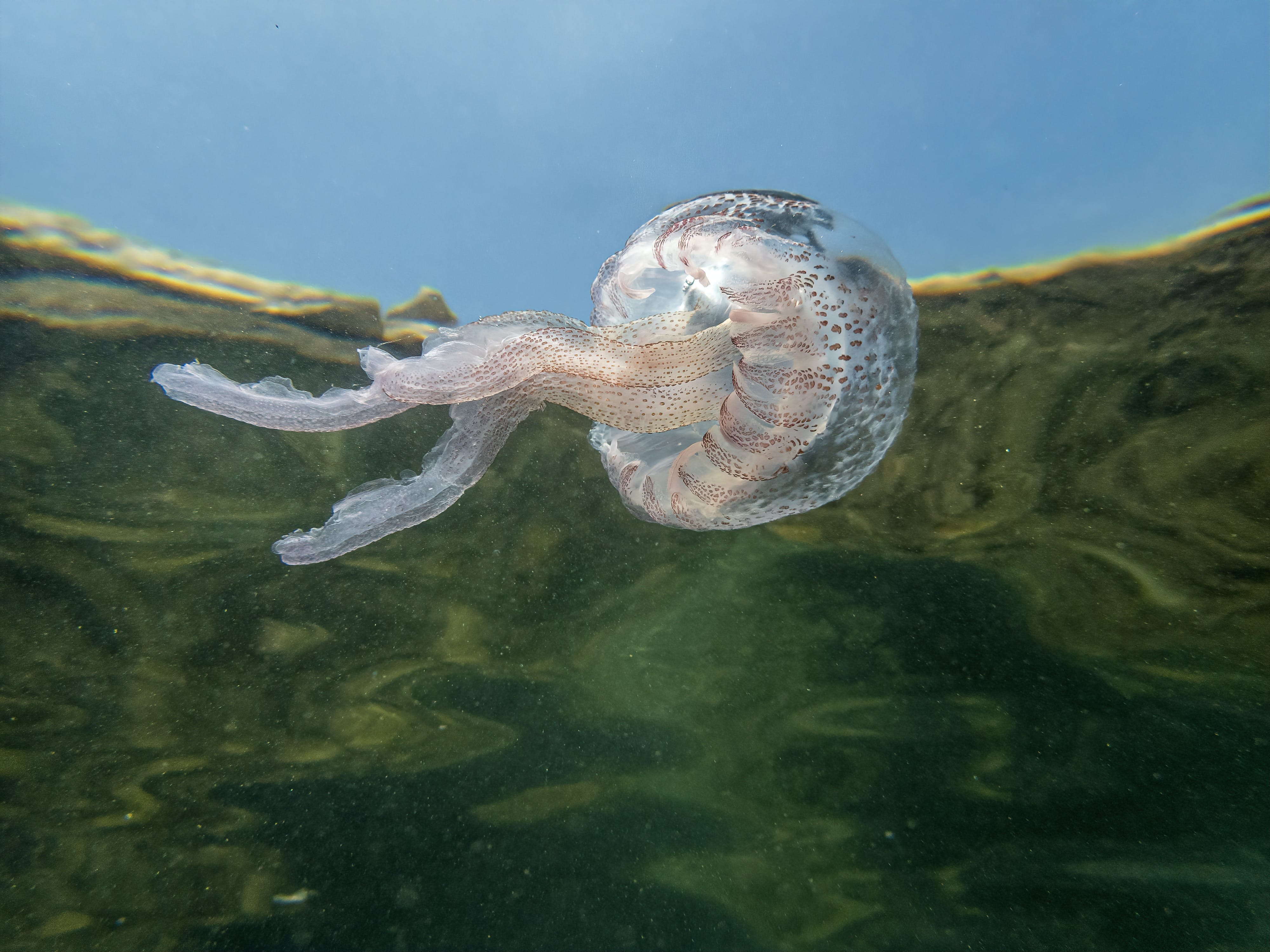 Gratis Fotos de stock gratuitas de bajo el agua, de cerca, Medusa Foto de stock