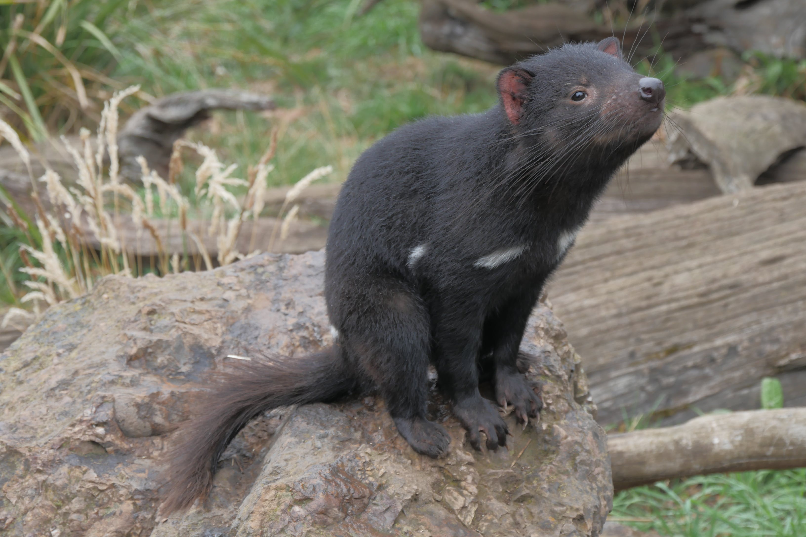 Gratis Fotos de stock gratuitas de animal, de cerca, demonio de tasmania Foto de stock