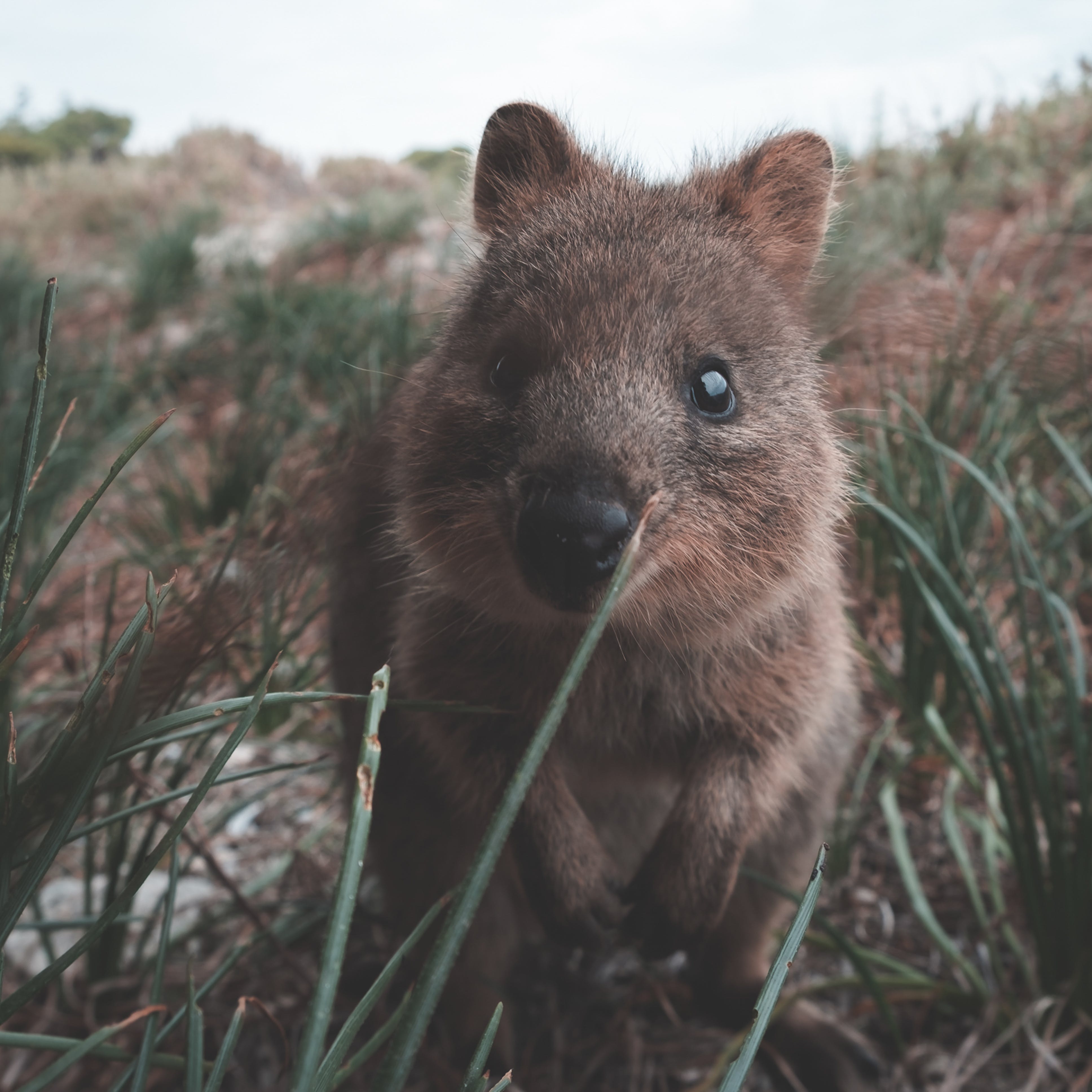 Gratis Cultivo Marsupial único Salvaje Peludo En La Vida Silvestre Foto de stock