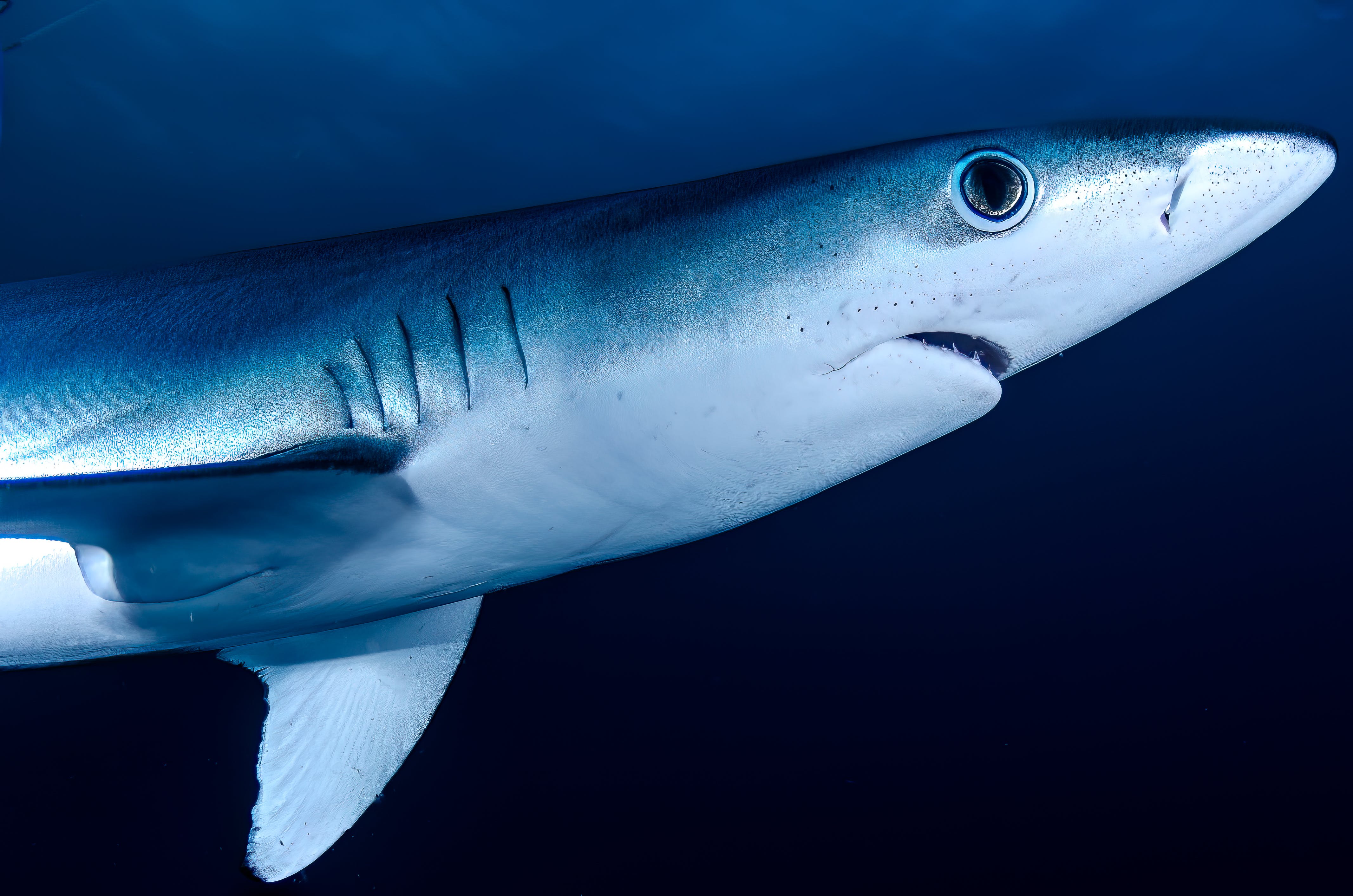 Gratis Primer Plano De Tiburón Azul Foto de stock