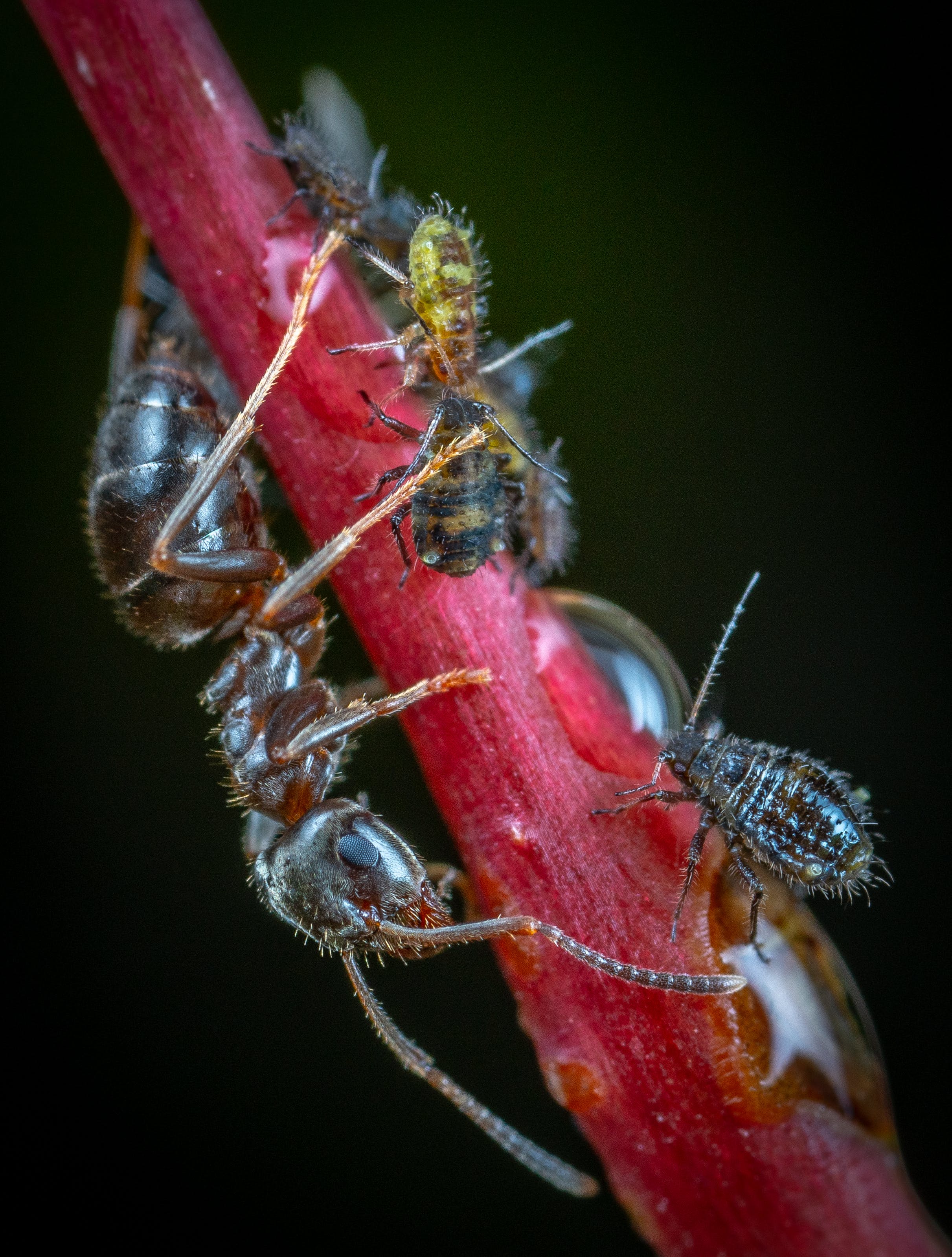 Gratis Fotos de stock gratuitas de de cerca, disparo macro, fotografía de insectos Foto de stock