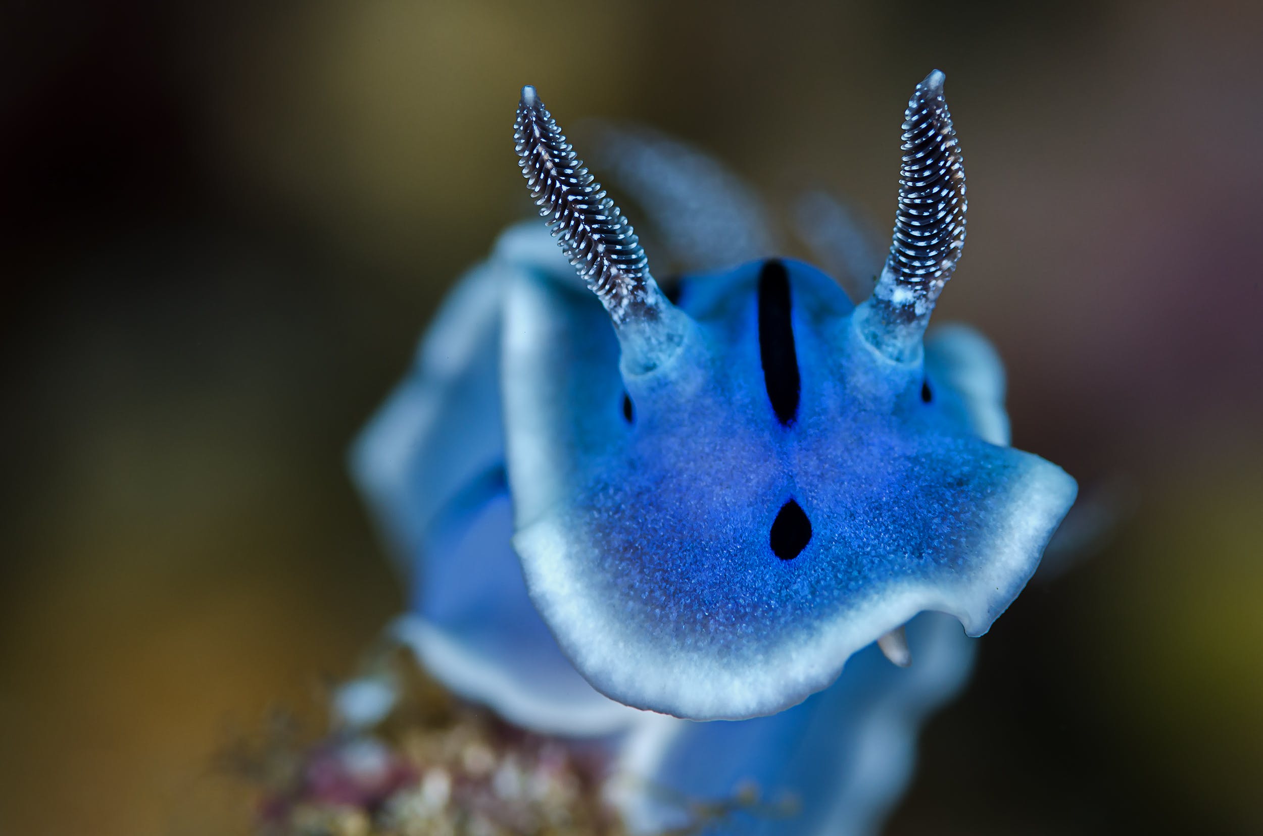 Gratis Fotos de stock gratuitas de animales acuáticos, azul, babosa Foto de stock